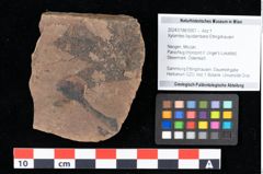 Foto (Objekt + Etikett) von Xylomites liquidambaris Ettingshausen (NHMW-GEO-2024-0188-0057)